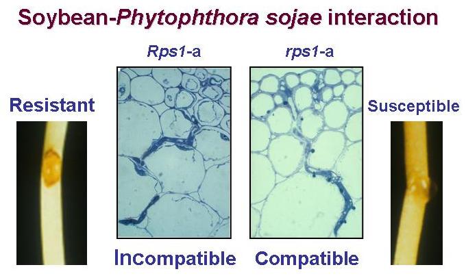 Soybean-P. Sojae Interaction