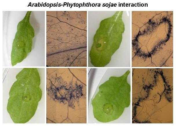 Soybean-P. Sojae Interaction