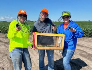 Allison Smith and two other interns collect corn rootworm beetles.