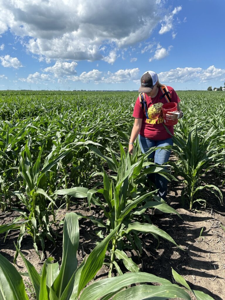 Smith inoculates corn for the disease nursery at Corteva.